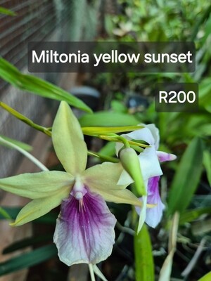 Miltonia Yellow sunset Miltonia Yellow sunset
