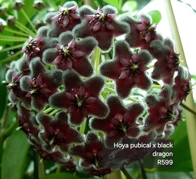 Hoya