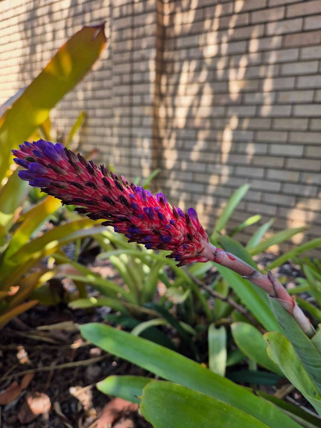 Aechmea Variegata rocket