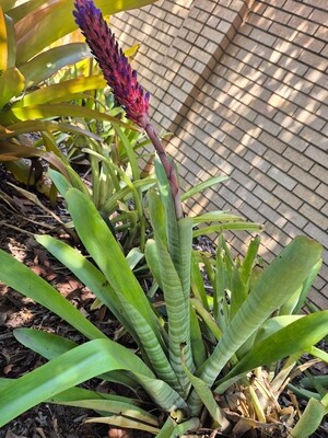 Aechmea Variegata rocket