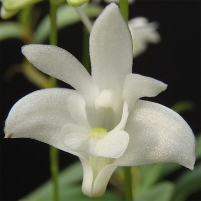 Dendrobium Kingianum White