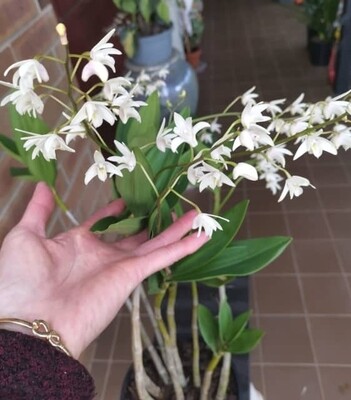 Dendrobium Kingianum White