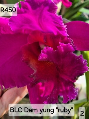 BlC Sam Yung &quot;ruby&quot;