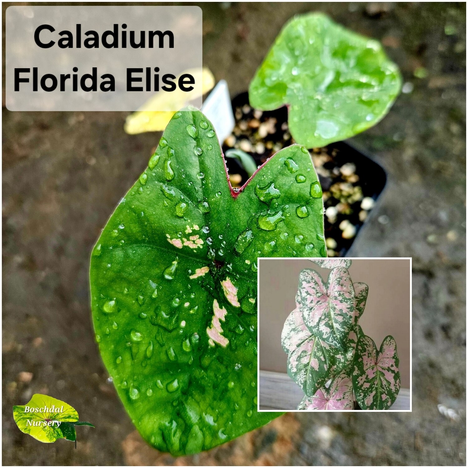 Caladium Florida Elise Caladium Florida Elise