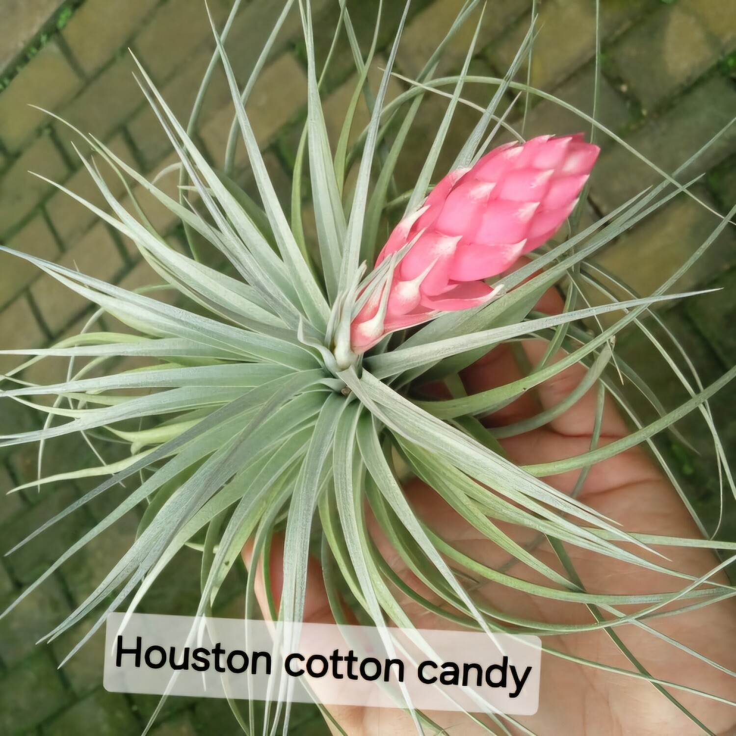 Tillandsia  Houston cotton candy