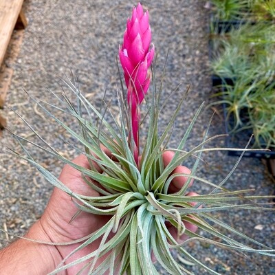 Tillandsia  Houston cotton candy