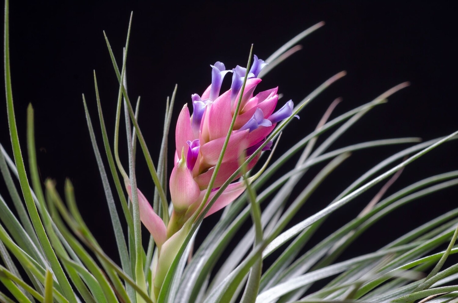 Tillandsia houston green compact