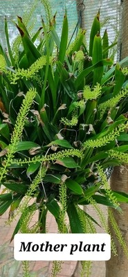 Liparis viridiflora