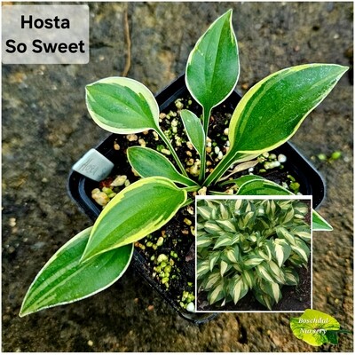 Hosta So Sweet