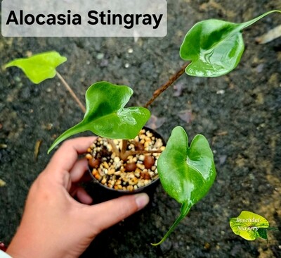 Alocasia Stingray Alocasia Stingray