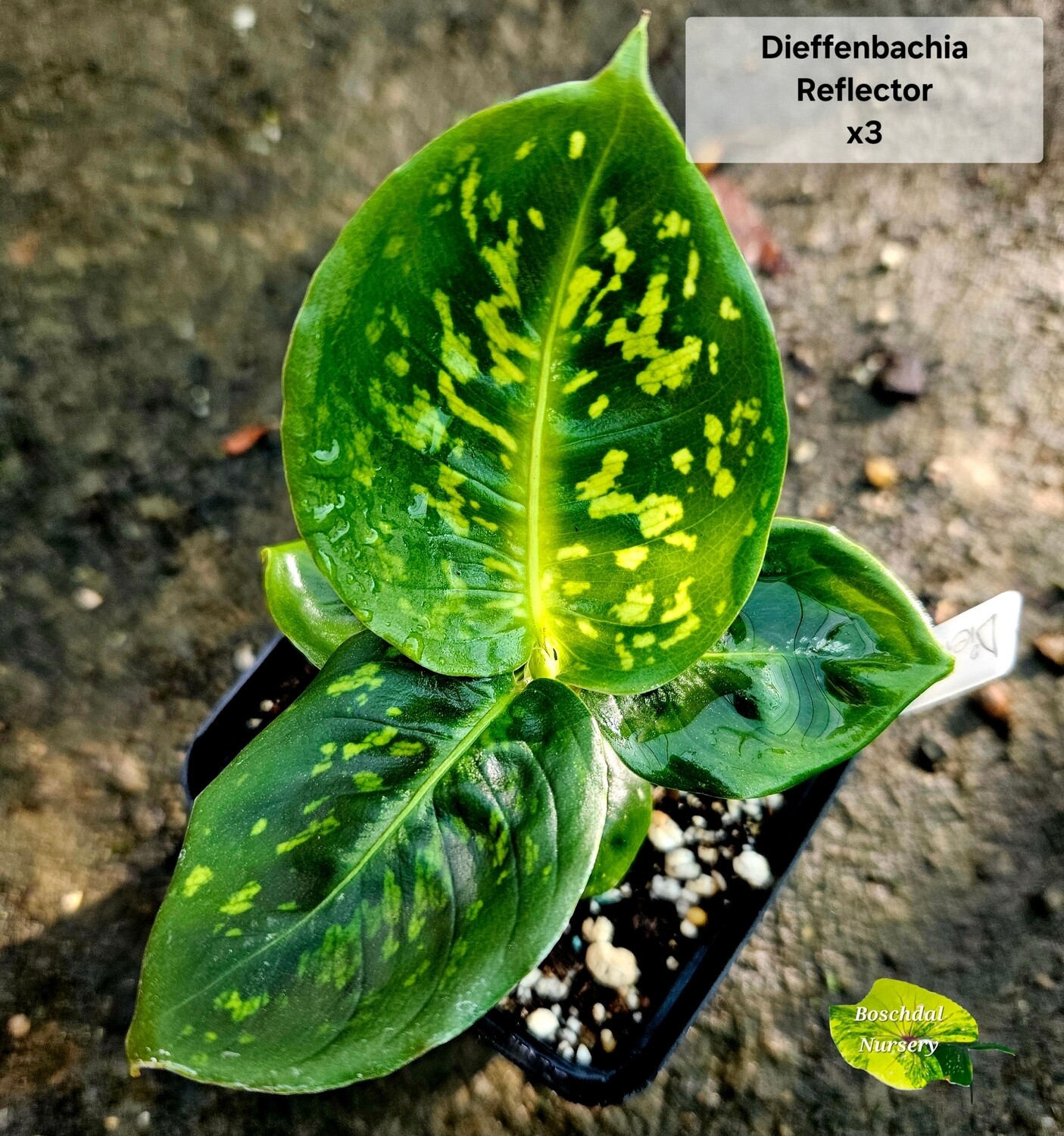 Dieffenbachia Reflector