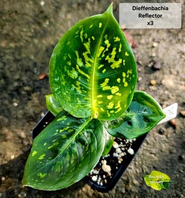 Dieffenbachia Reflector