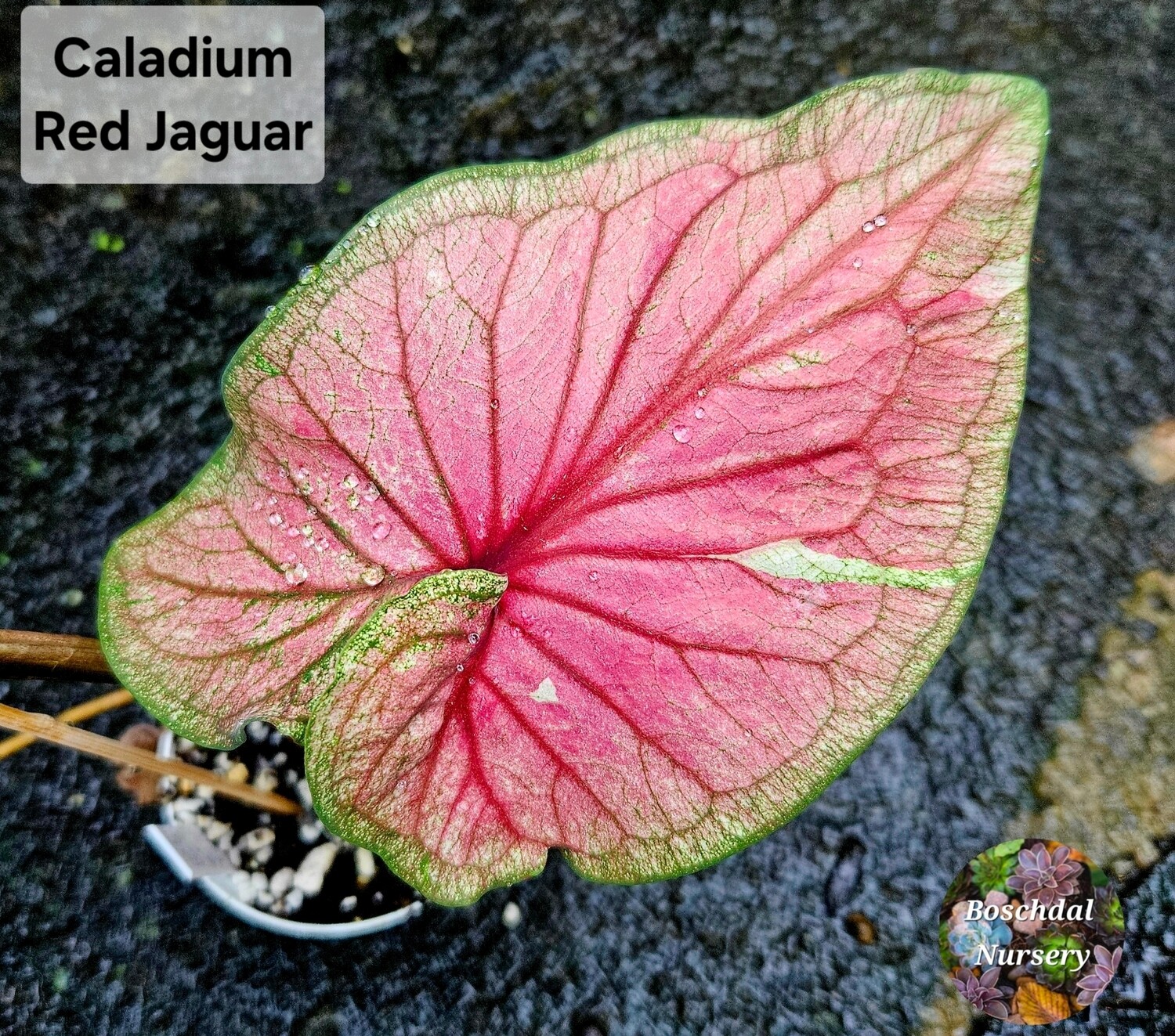 Caladium Red Jaguar Caladium Red Jaguar