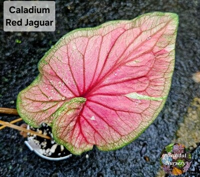 Caladium Red Jaguar