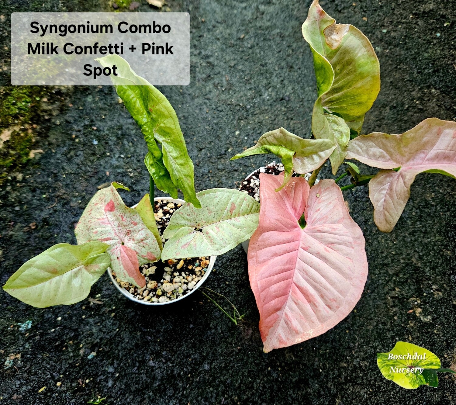 Syngonium Combo: Milk Confetti + Pink Spot Syngonium Combo: Milk Confetti + Pink Spot