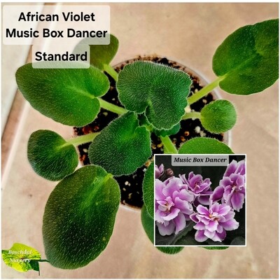 Music Box Dancer Starter Plant