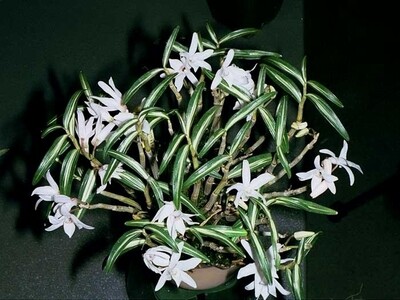 Dendrobium Moniliforme