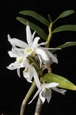 Dendrobium Moniliforme