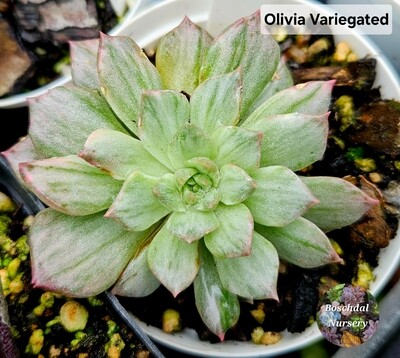 Echeveria Olivia Variegated
