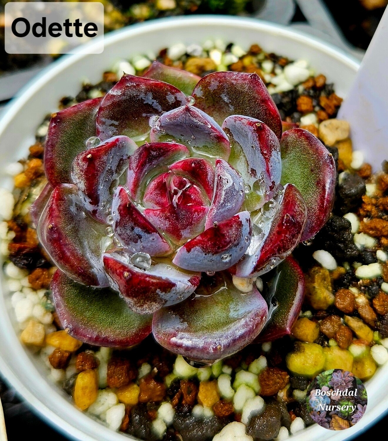 Echeveria Odette 