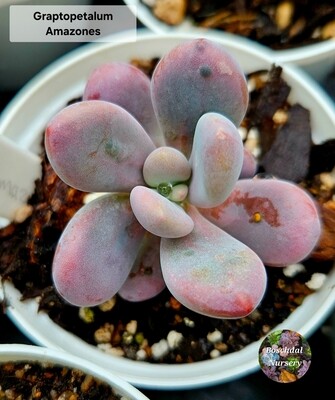 Graptopetalum Amazones