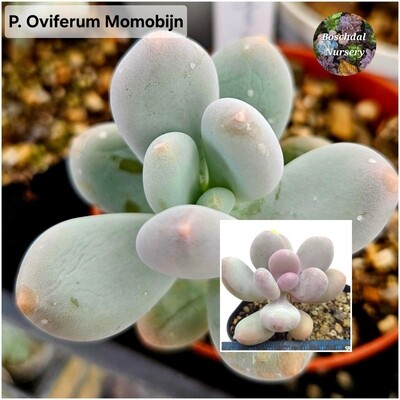 Pachyphytum oviferum CV momobijn