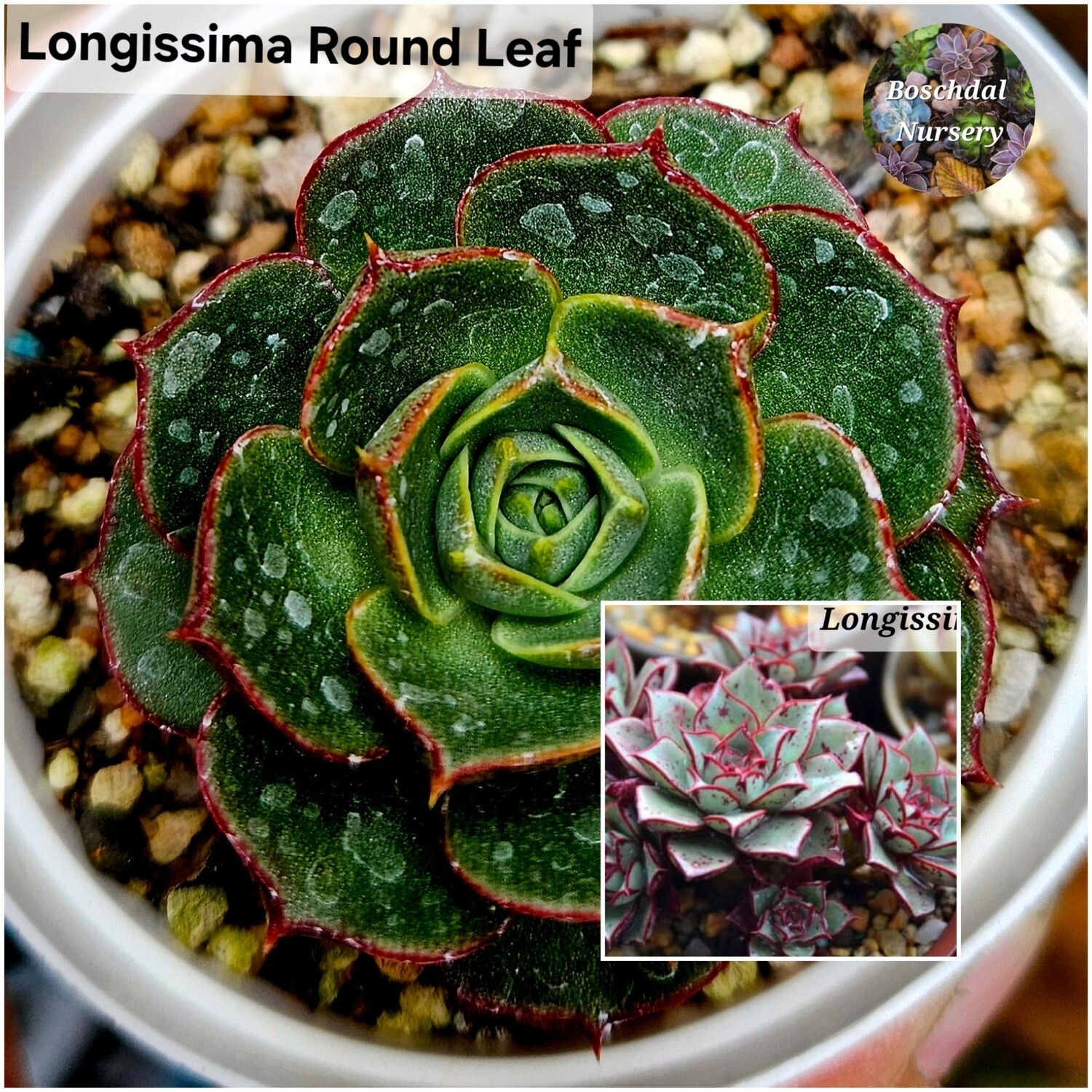 Echeveria Longissima Round Leaf