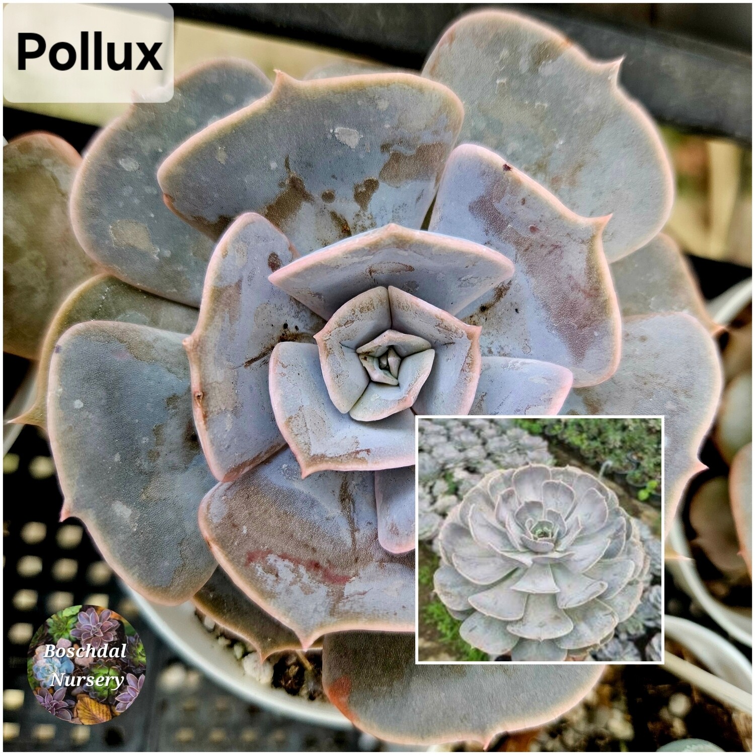 Echeveria Pollux Echeveria Pollux