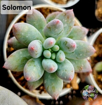 Solomon
