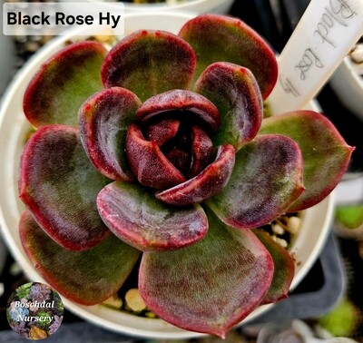 Black Rose Hy