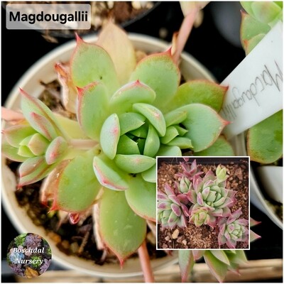Echeveria Magdougallii Echeveria Magdougallii