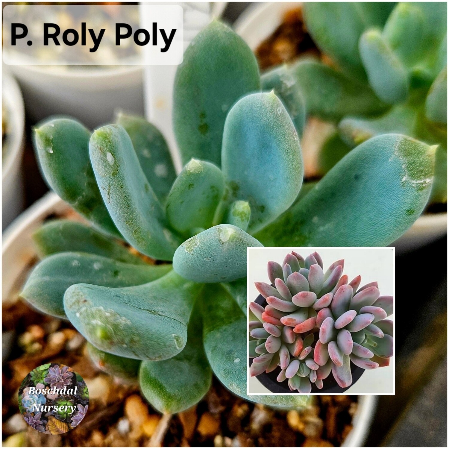 Pachyphytum Rolly Polly