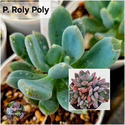 Pachyphytum Rolly Polly