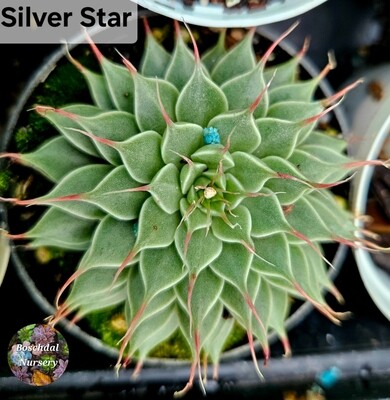 Silver Star
