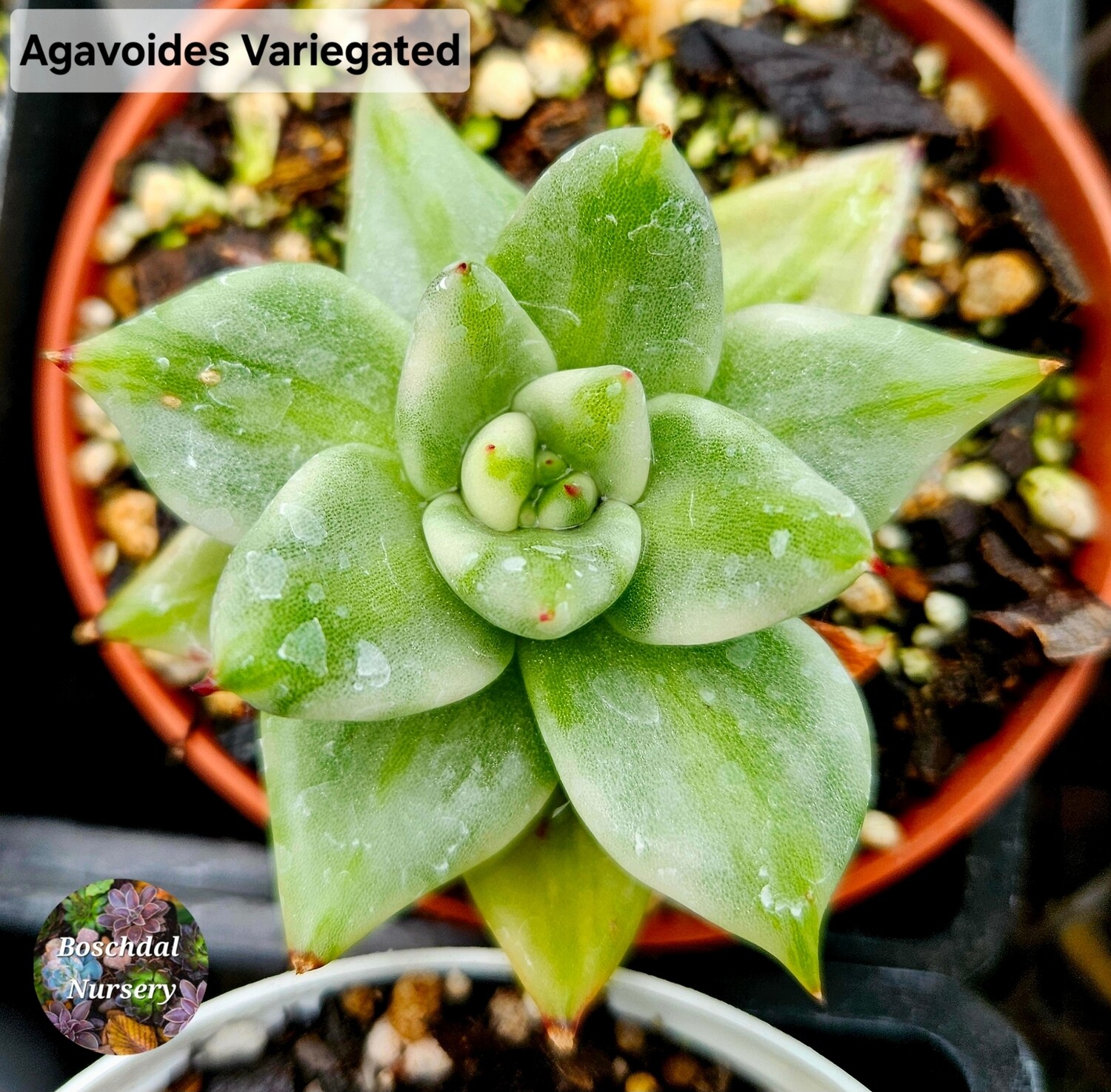 Agavoides Variegated