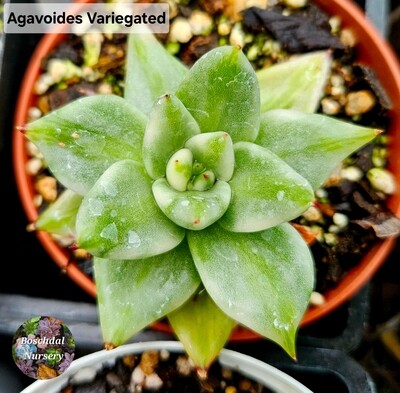 Agavoides Variegated