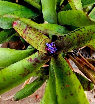Neoregelia Pepper