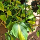 Philidendron scandens gold