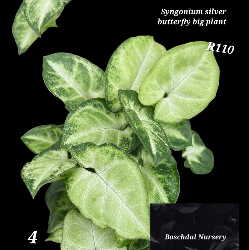 Syngonium silver butterfly