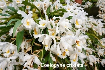 Coelogynea Cristata