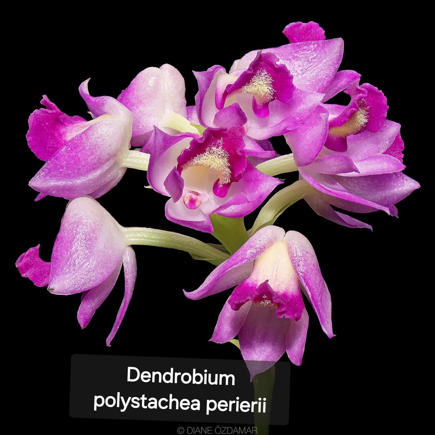 Dendrobium Polystachii perrierii