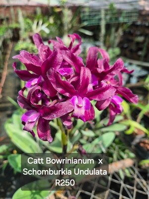 Cat bowringianum x schomburgia undulata
