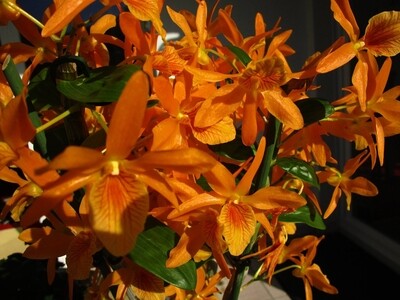 Dendrobium stardust firebird