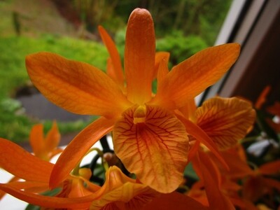 Dendrobium stardust firebird