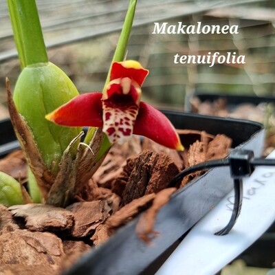 Maxalona tenuifolia