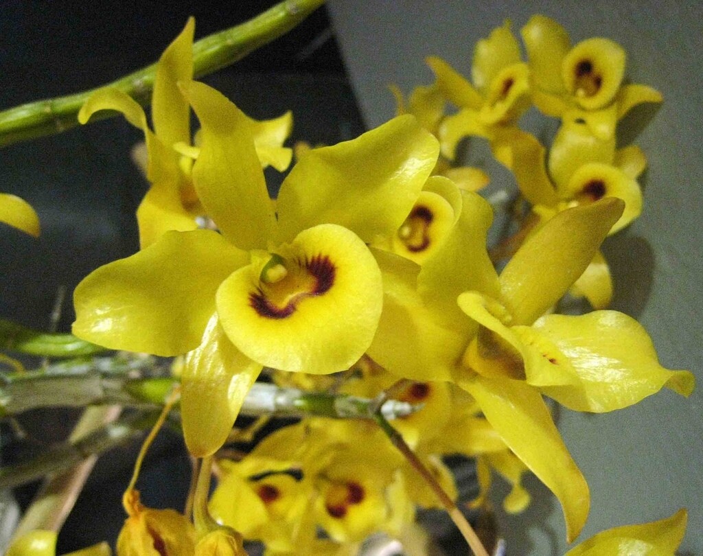 Dendrobium friedericksianum