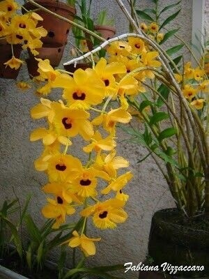 Dendrobium paxtonii