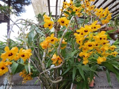 Dendrobium paxtonii