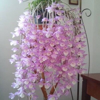 Dendrobium aphyllum Dendrobium aphyllum