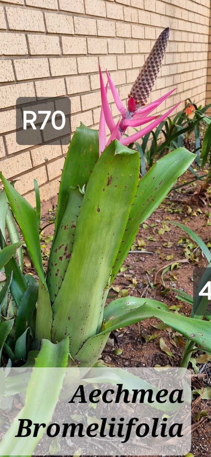 Aechmea bromelifolio